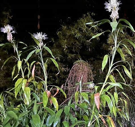 萬年青會開花嗎|種20年4株萬年青首開花代表「事事如意」 民俗專家這樣說 